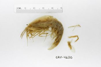 Media type: image;   Invertebrate Zoology CRU-4630 Description: Preserved specimen.;